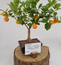 Un colț de Japonia, la Cluj: Peste 60 de Bonsai expuși