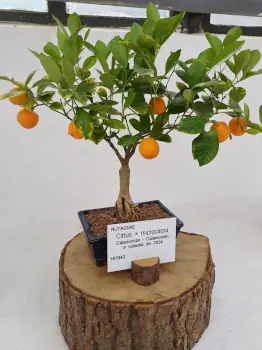 Un colț de Japonia, la Cluj: Peste 60 de Bonsai expuși