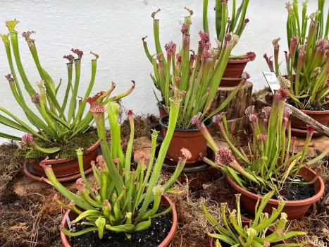 Spectacolul Plantelor Carnivore – Cluj 2025