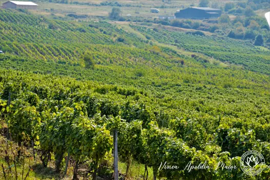 USAMV Cluj – Comenzi Deschise pentru Struguri și Must 2025