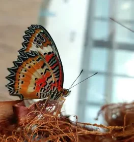 Expoziție de Fluturi Exotici la Grădina Botanică din Cluj