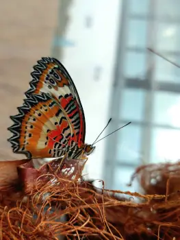 Expoziție de Fluturi Exotici la Grădina Botanică din Cluj