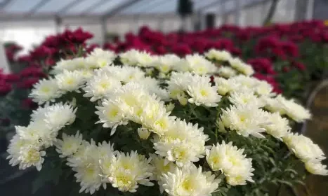 Crizanteme la ghiveci disponibile la USAMV Cluj-Napoca începând cu 20 octombrie 2025