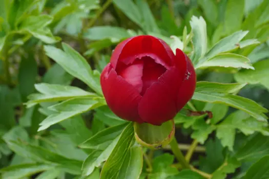 Grădina Botanică Cluj: program de 1 Decembrie 2025