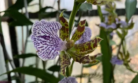 Zilele Porților Deschise la Grădina Botanică din Cluj: colecția de orhidee, vedeta lunii noiembrie