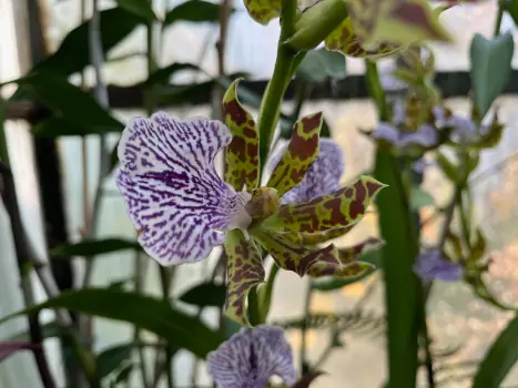 Zilele Porților Deschise la Grădina Botanică din Cluj: colecția de orhidee, vedeta lunii noiembrie