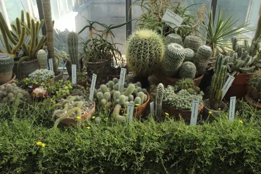 Ziua Porților Deschise la Serele Grădinii Botanice Cluj