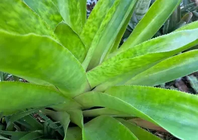 Zilele Porților Deschise la Serele Grădinii Botanice din Cluj continuă între 17–22 noiembrie 2025