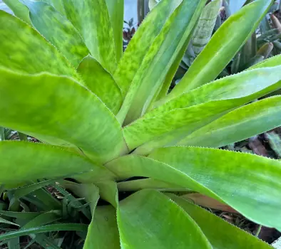 Zilele Porților Deschise la Serele Grădinii Botanice din Cluj continuă între 17–22 noiembrie 2025