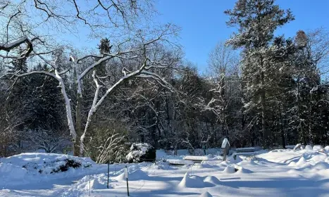 Iarnă în inima orașului: o plimbare liniștită prin Grădina Botanică din Cluj-Napoca