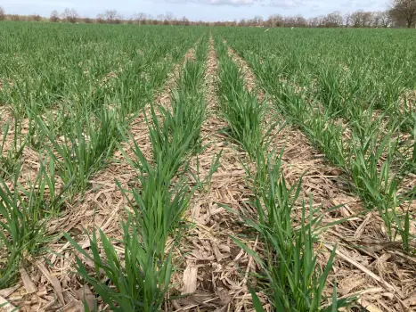 USAMV Cluj pune sănătatea solului în centrul agriculturii viitorului