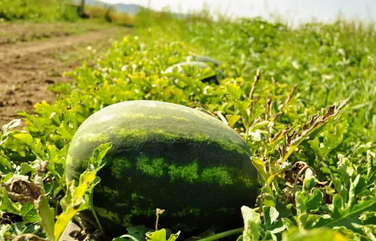 Lebenița de Cluj, cultivată la Bolduț, în Ceanu Mare